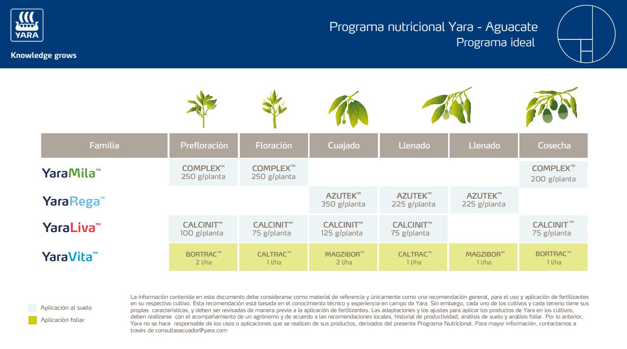 Aguacate Programa Ideal