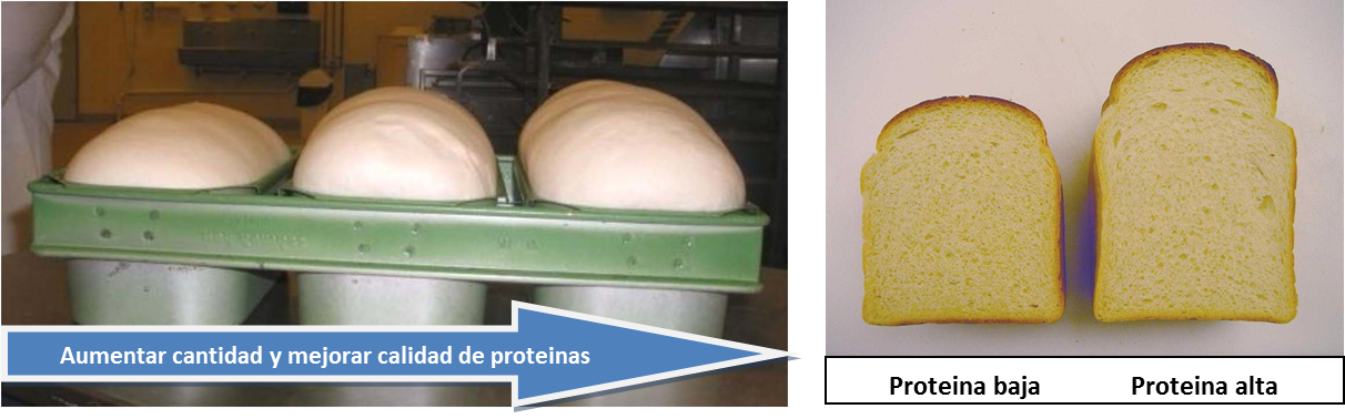 Calidad de proteínas