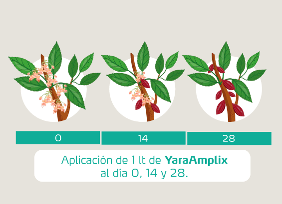 Aplicaci&oacute;n de 1 lt de YaraAmplix al d&iacute;a 0, 14 y 28.