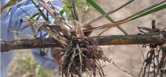 Mejor enraizamiento y desarrollo de brotes con YaraVita Bortrac y Zinctrac. Ensayos de EEUU